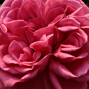 Buy Roses Online - Pink - climber rose - moderately intensive fragrance -  Titian - Francis Lewis Riethmuller - Beautiful, old-fashioned flowers are blooming from the beginig of June till autumn.